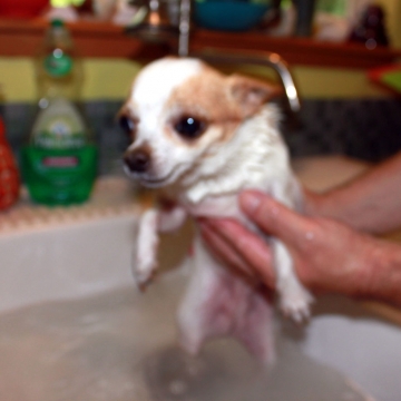 LillyAnn, The Wonder Dog